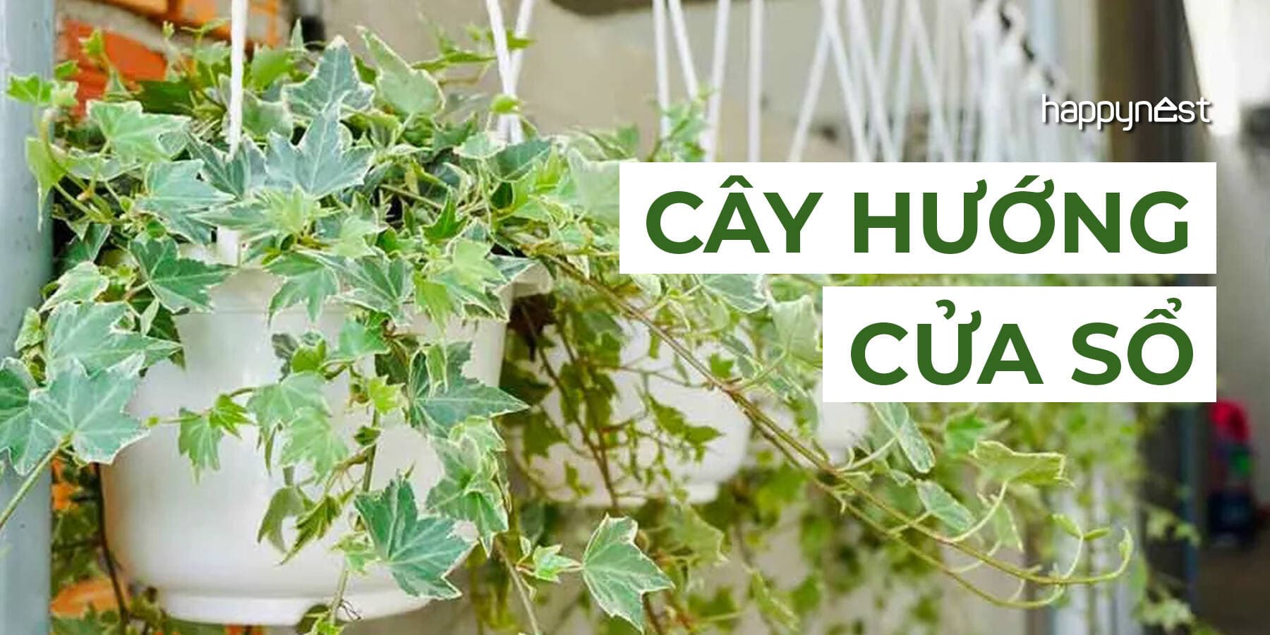 Mẹo đặt cây theo hướng cửa sổ giúp nhà luôn xanh tốt và tránh cây nhanh héo