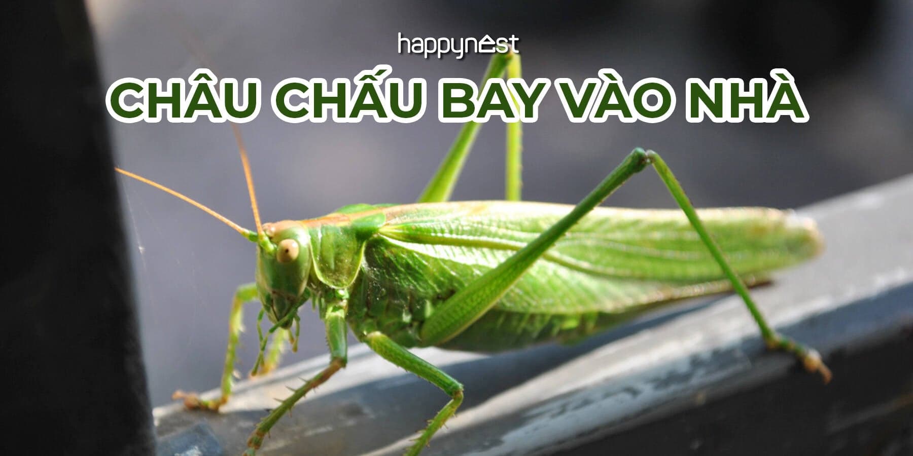 Châu chấu bay vào nhà là điềm gì và nên hiểu như thế nào cho đúng?