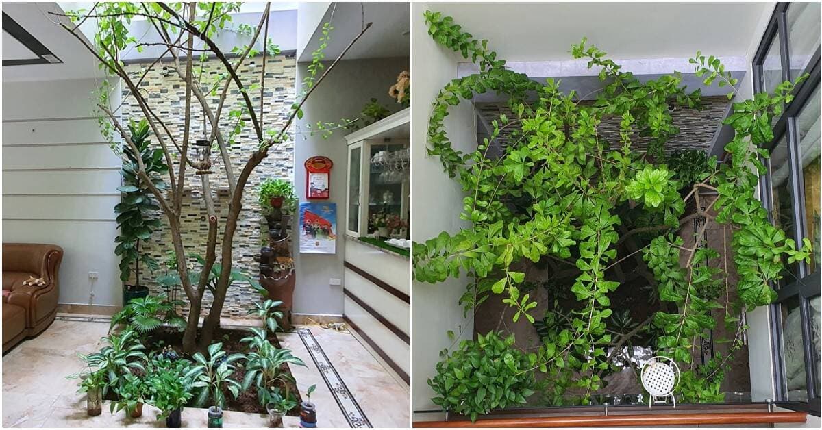 Sau 2 lần thất bại, gia chủ Việt rút ra kinh nghiệm trồng cây dưới giếng trời