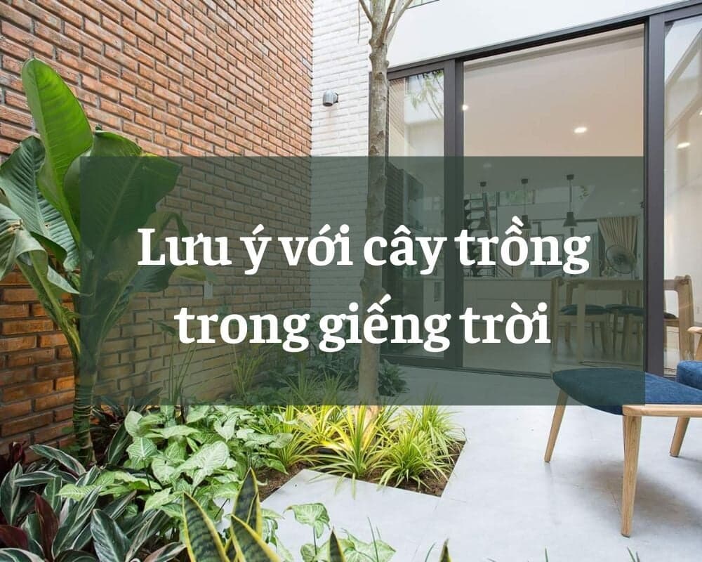 Cây trồng trong giếng trời và 3 lưu ý quan trọng bạn nên biết
