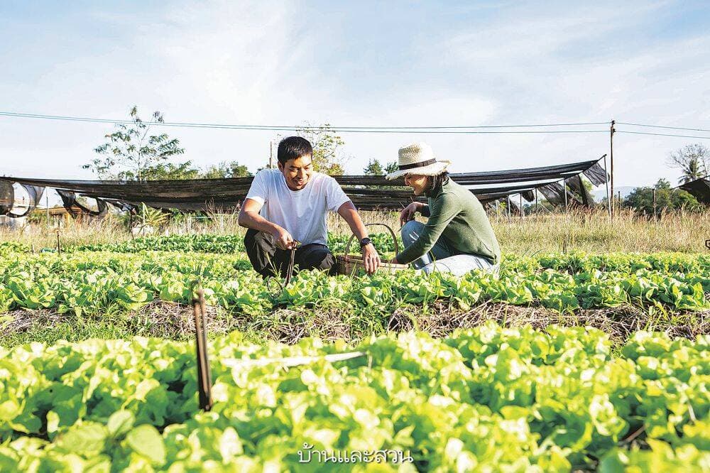 Chán làm kế toán, gia chủ về quê xây nhà vườn trồng rau hữu cơ để “làm giàu”, chi phí hết gần 200 triệu đồng