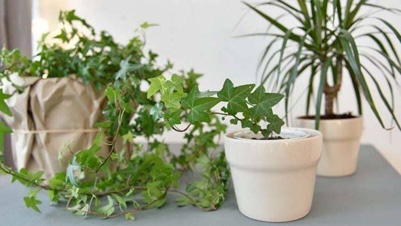 8 loại cây trồng thường được dùng để giảm nhiệt cho căn nhà trong những ngày hè oi nóng