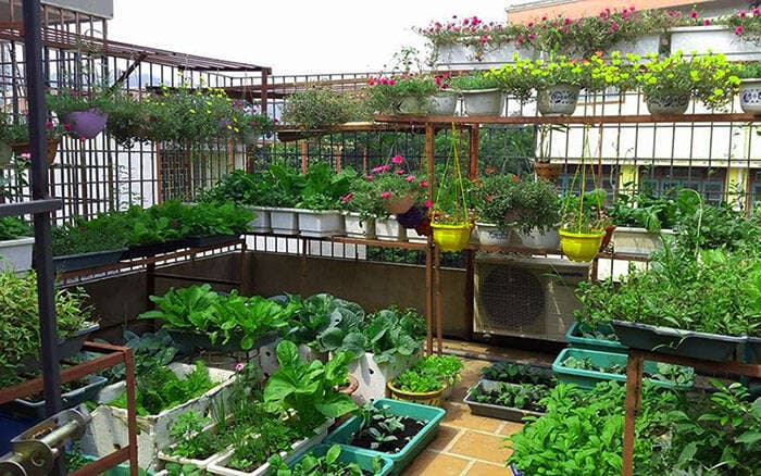 Các bước chuẩn bị làm vườn sân thượng