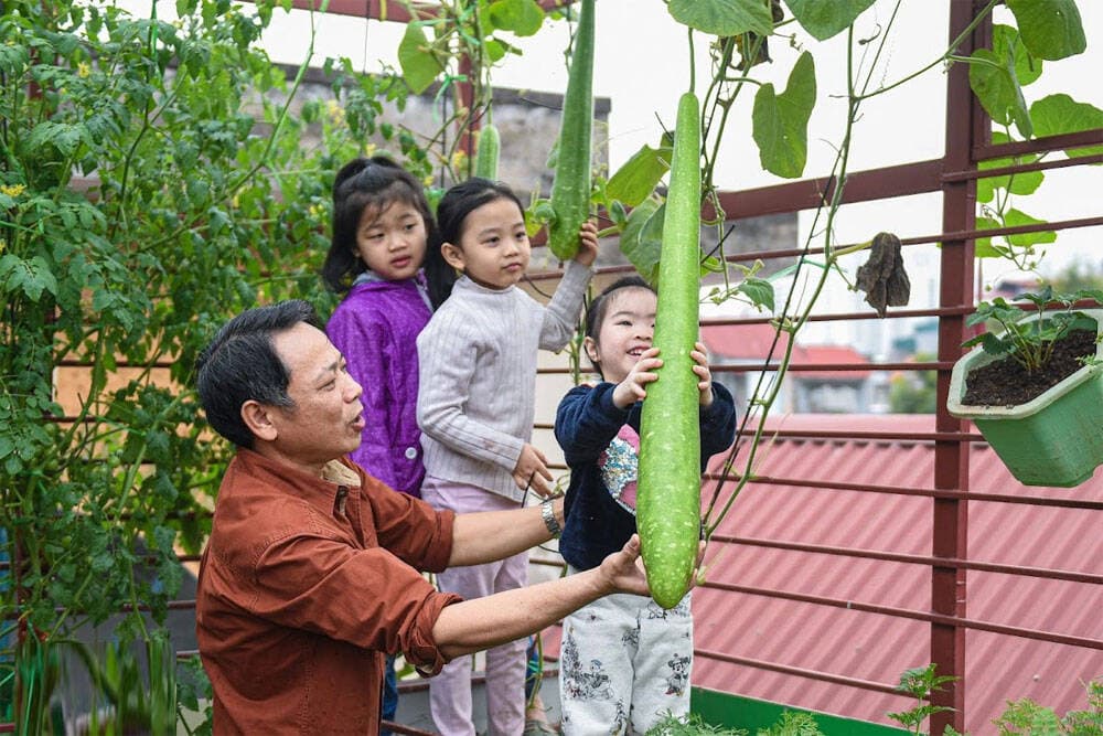 Ông bố Hà Nội chi 200 triệu mang 10 tấn đất lên sân thượng làm vườn vì muốn có rau sạch cho gia đình