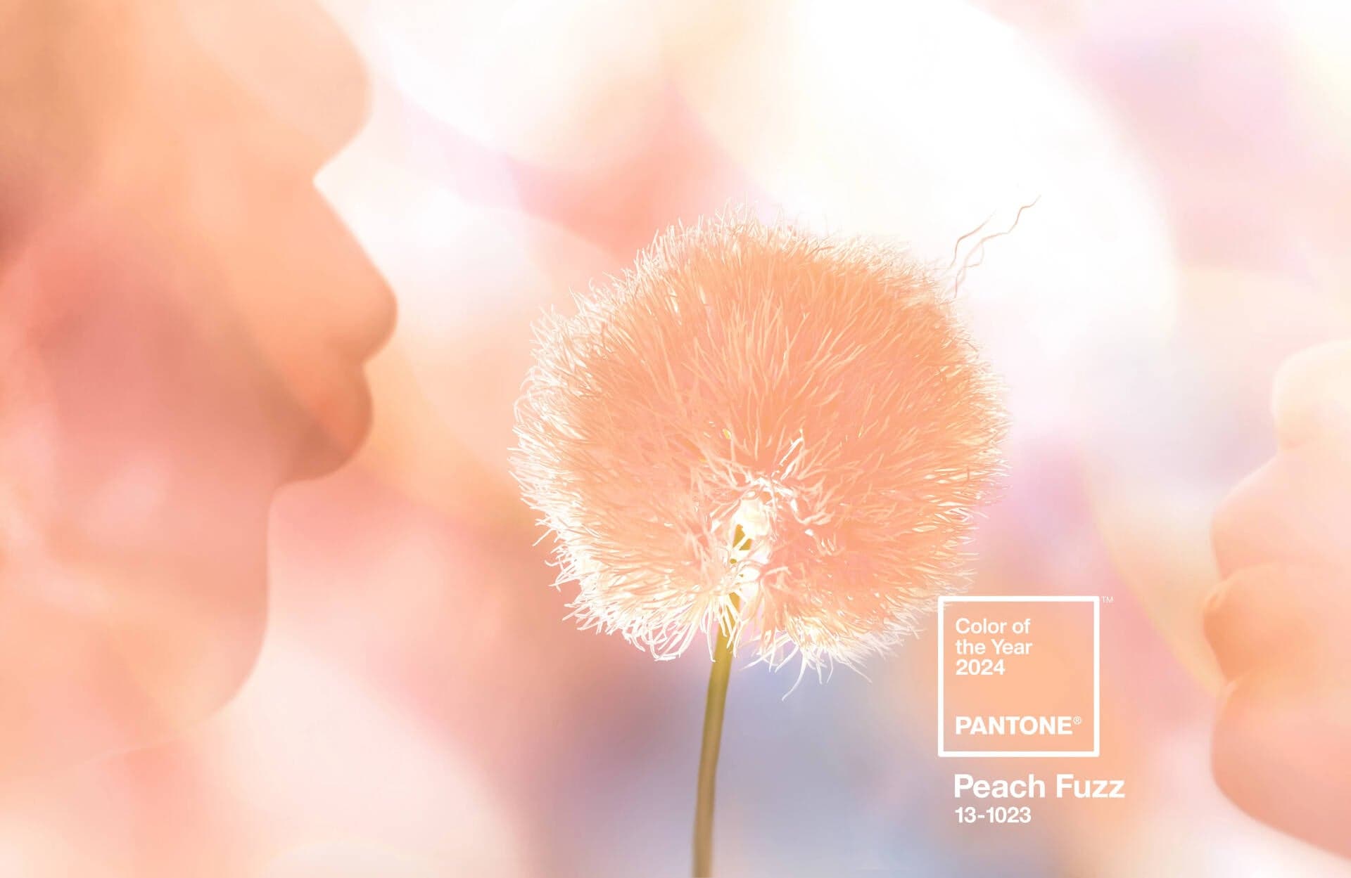 (Chính thức) Pantone công bố màu sắc 2024: Peach Fuzz với ý nghĩa đặc biệt