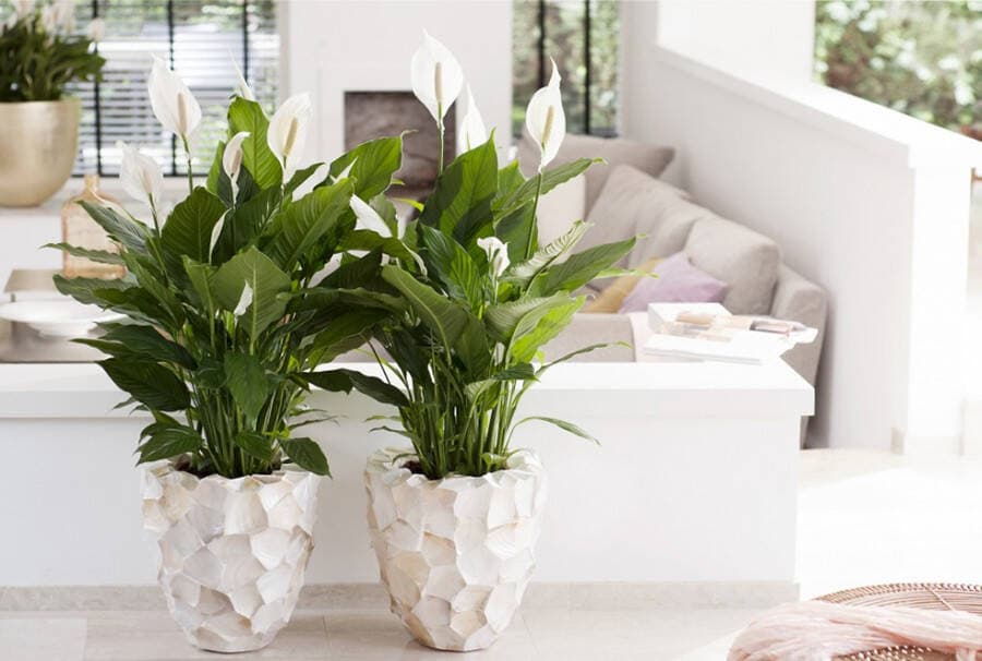 Top 5 loại cây và hoa giúp bạn ngủ ngon