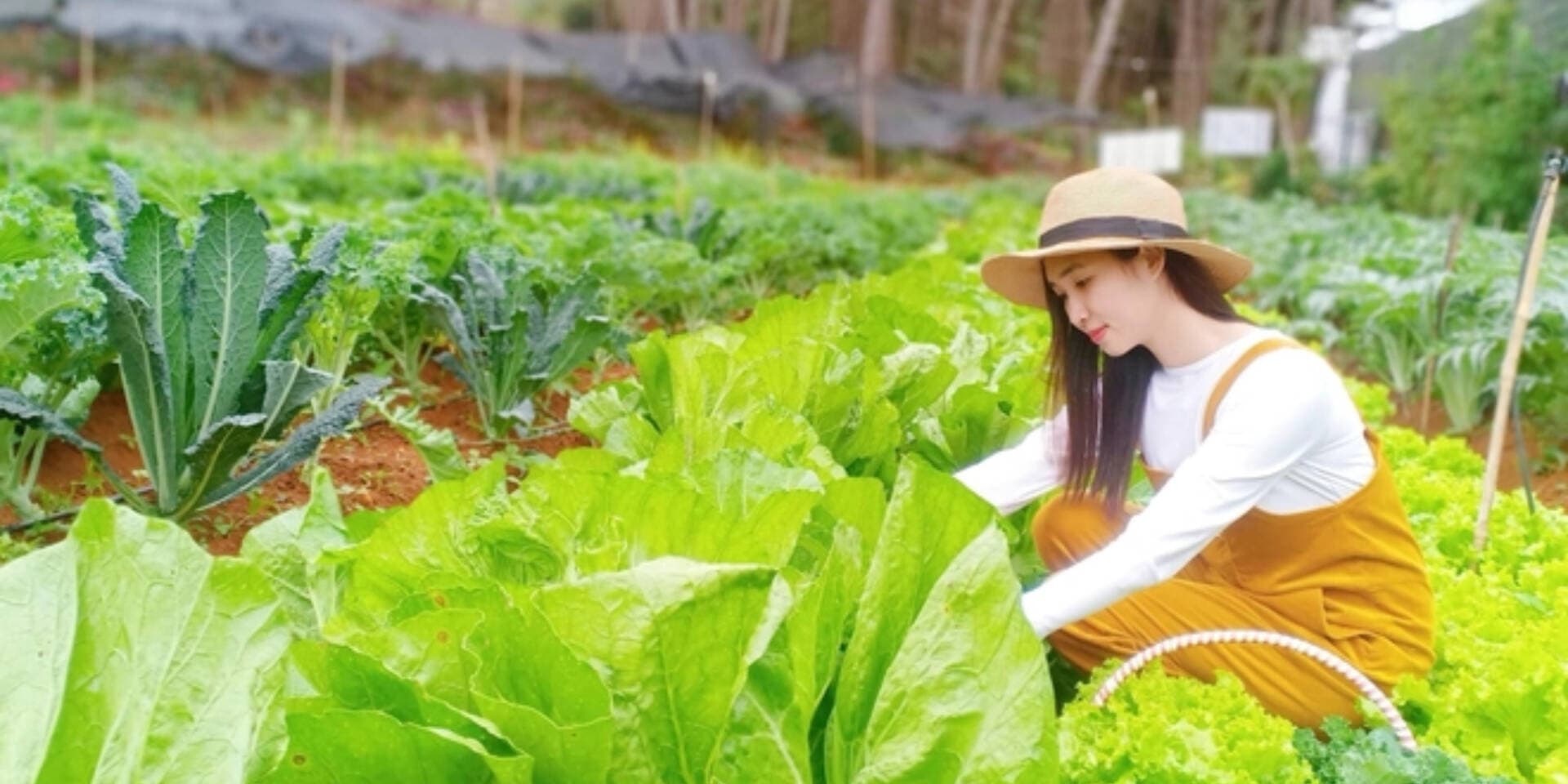 Khu vườn xanh mát của cô gái 30 tuổi: Cải tạo với chi phí chỉ 10 triệu đồng, rau trái thu hoạch quanh năm