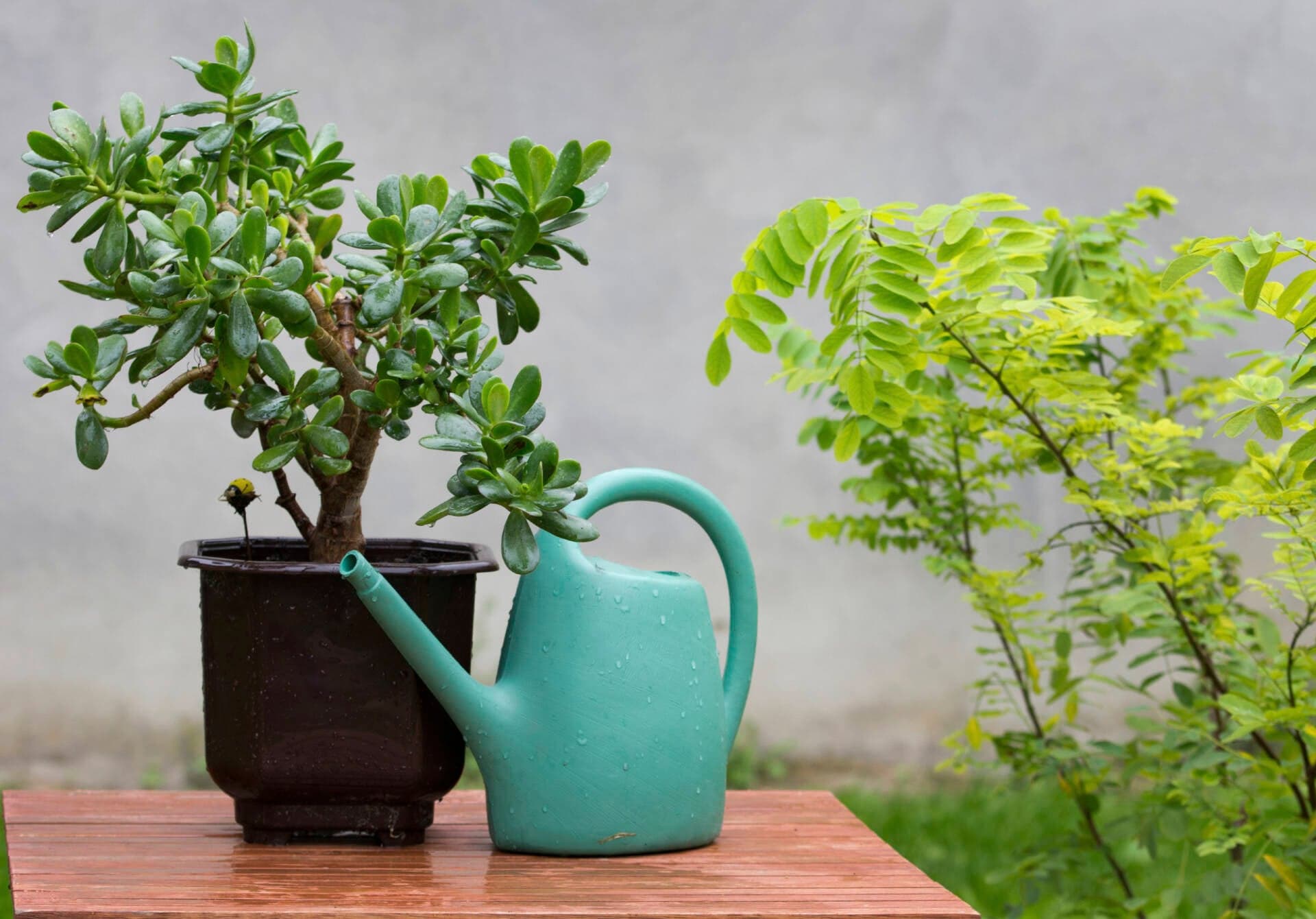 Nhà hướng Bắc nên trồng cây gì để dễ chăm sóc, vừa đẹp vừa đón tài lộc?