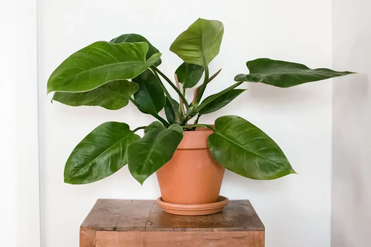 Cây Trầu Bà Đế Vương: Cây cảnh nội thất sang trọng mang lại may mắn, tài lộc