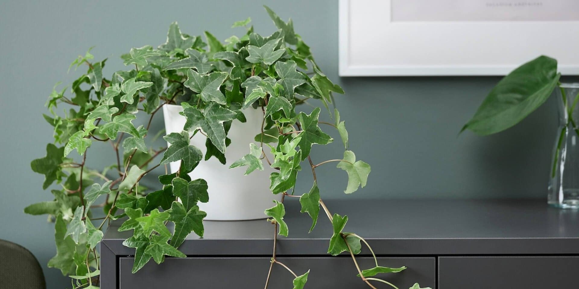 Đặt 10 loại cây trồng này trong nhà, vận may tự động tìm đến!