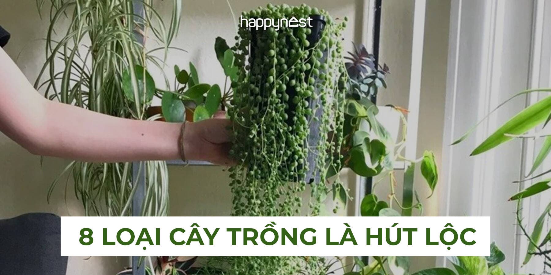 8 loại cây hút lộc trồng trong nhà giúp gia chủ phát tài