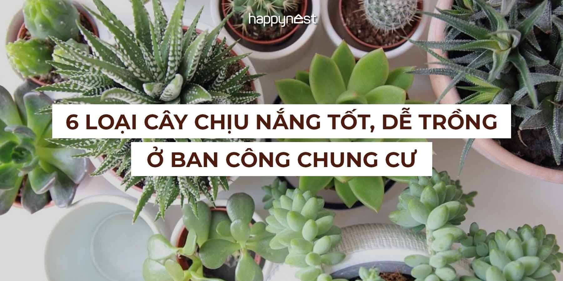 6 loại cây chịu nắng tốt để trồng ở ban công chung cư: Đẹp, dễ sống, ít tốn công chăm