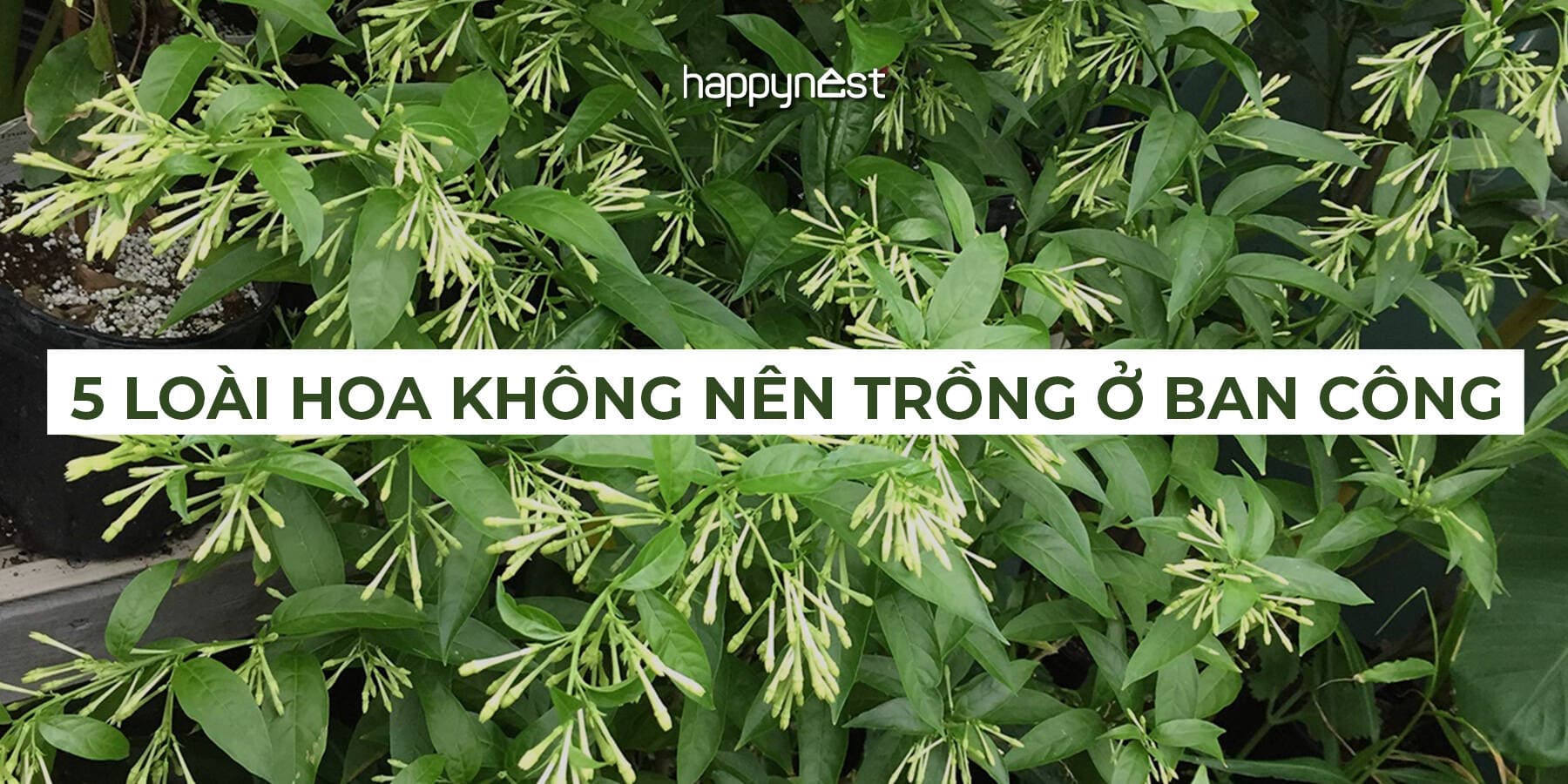 TOP 5 loài hoa không nên trồng ở ban công: Đẹp nhưng “mất lộc”, gây phiền toái khi sống lâu dài