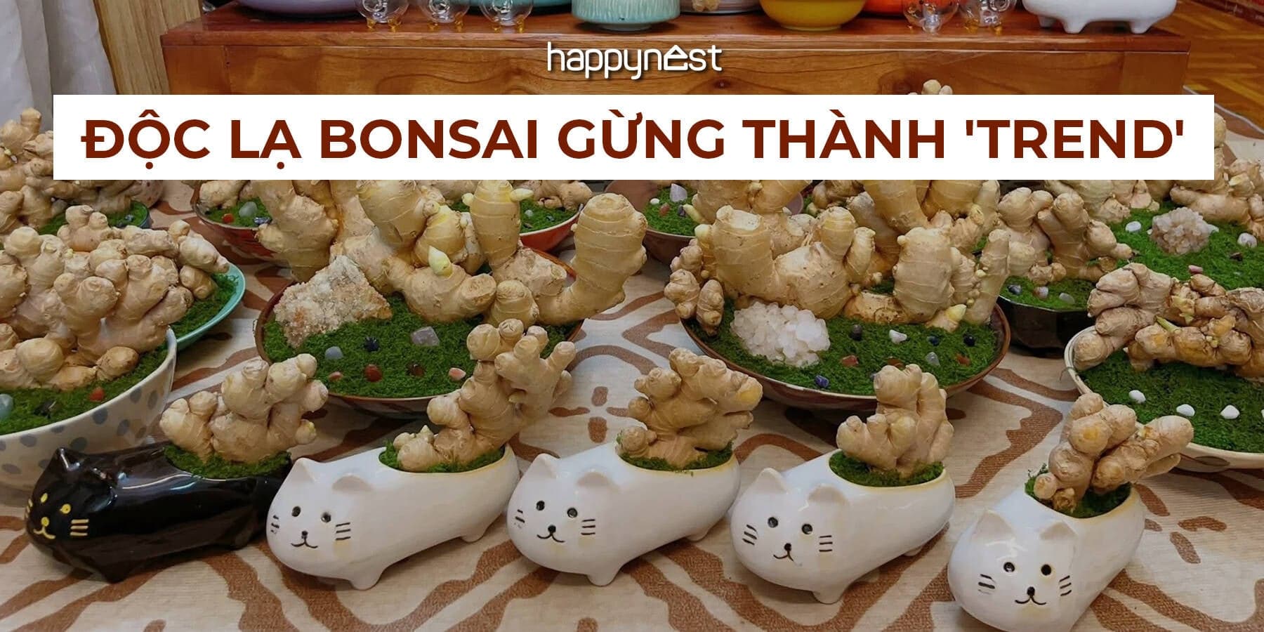Trồng gừng bonsai trong nhà: Kích hoạt vận khí và cảm hứng sống