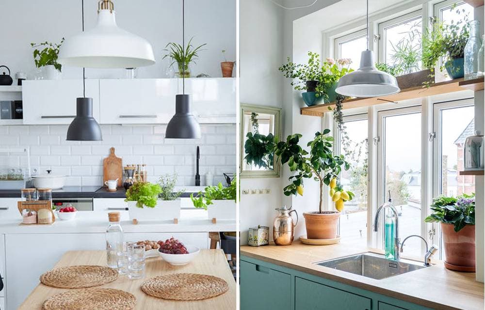 Vài gợi ý nhỏ giúp bạn hết lo lắng rằng trồng cây gì? đặt ở đâu? Để cho xanh góc bếp