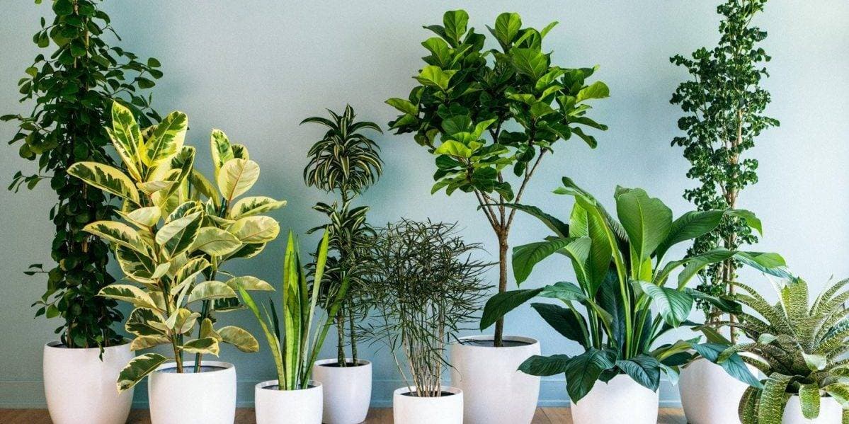 10 loại cây cảnh không cần quá nhiều nắng lại chịu được điều hòa được xem là "cứu tinh" của nhà chung cư