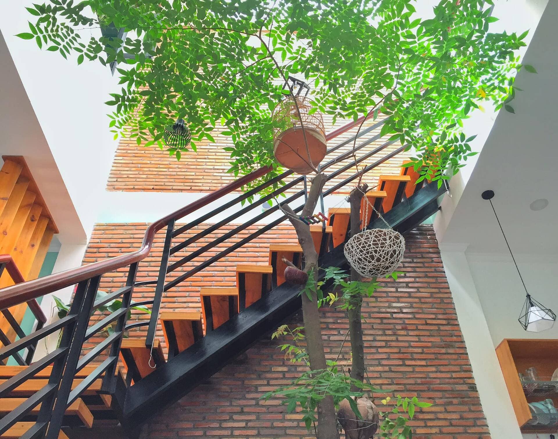 Trồng cây ở giếng trời: người phải thay cây liên tục, người trồng cây nào tươi tốt cây nấy, nguyên nhân do đâu?
