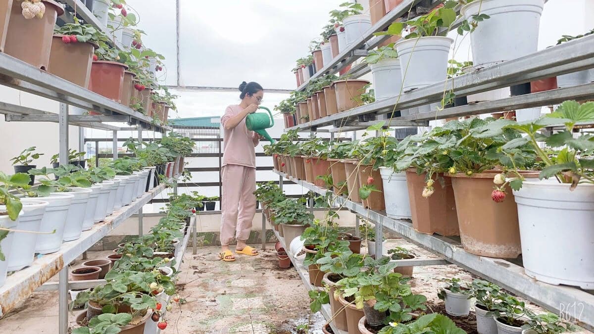 Bà nội trợ kiếm 20 triệu/tháng nhờ vườn sân thượng, chia sẻ cách chọn giống chăm cây sau nhiều lần mất tiền oan