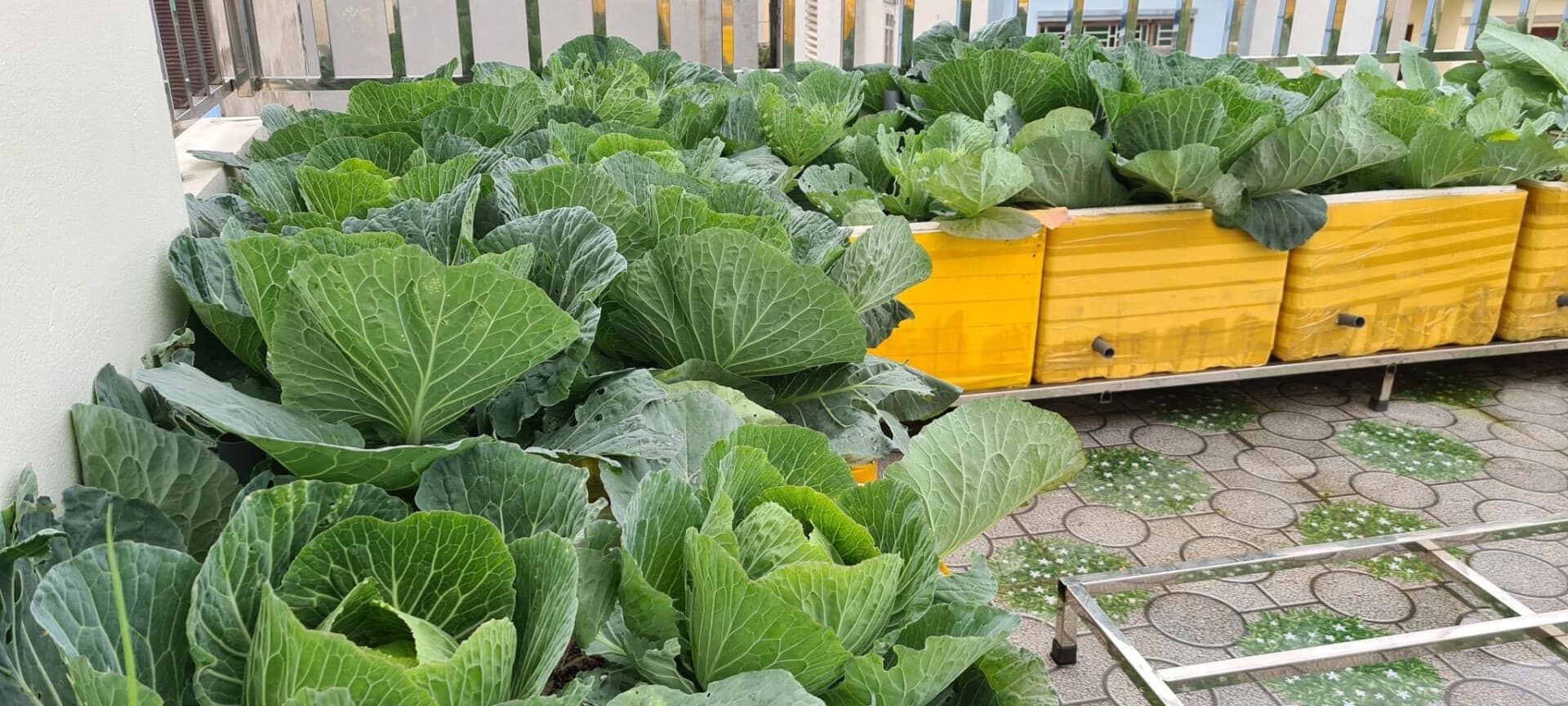 Cách làm thùng xốp thông minh (Earthbox), 2-5 ngày mới phải tưới mà cây vẫn không bị thiếu nước