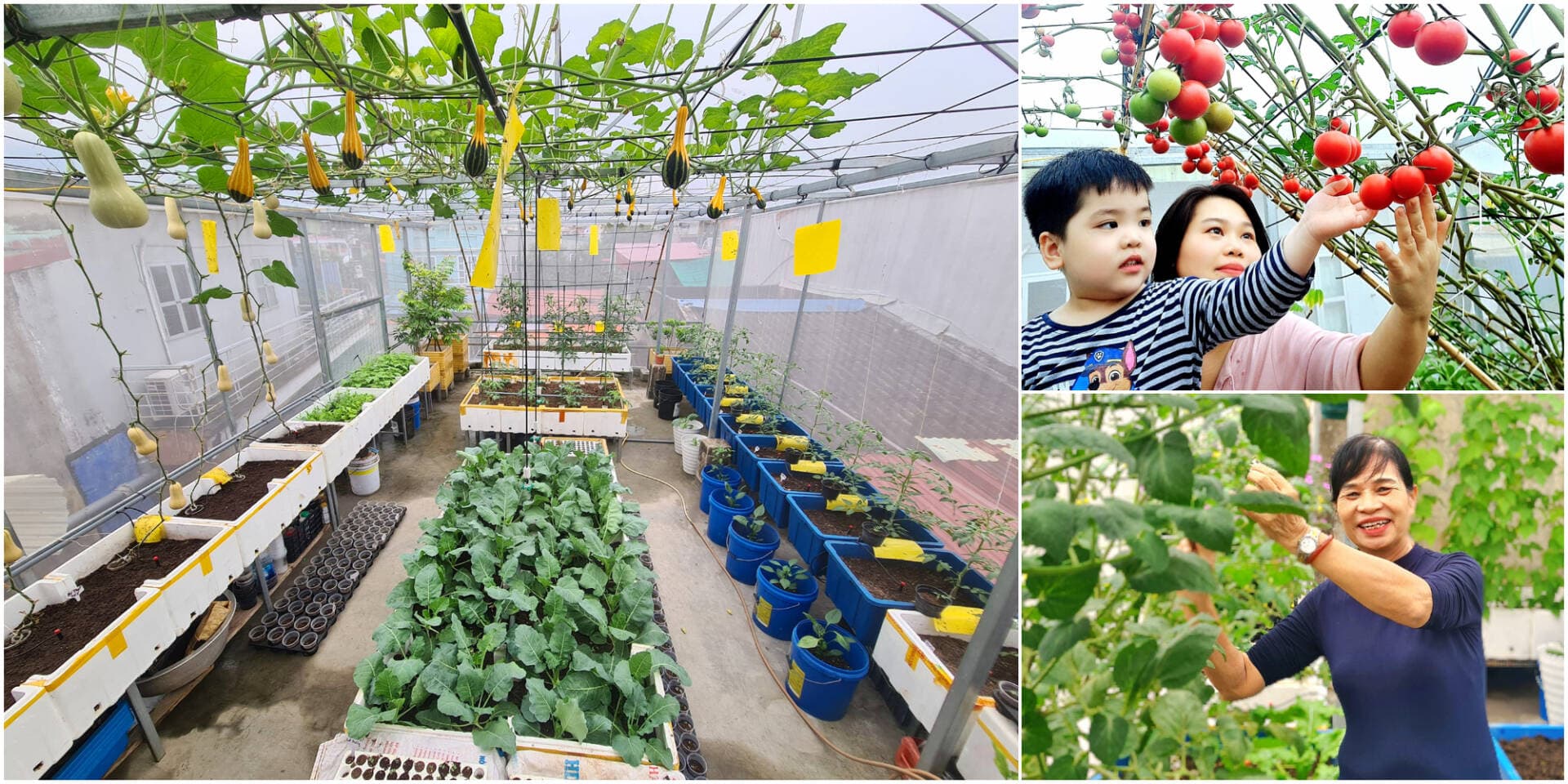 Bà mẹ 2 con cải tạo vườn sân thượng 50m2 để gia đình có rau sạch mỗi ngày