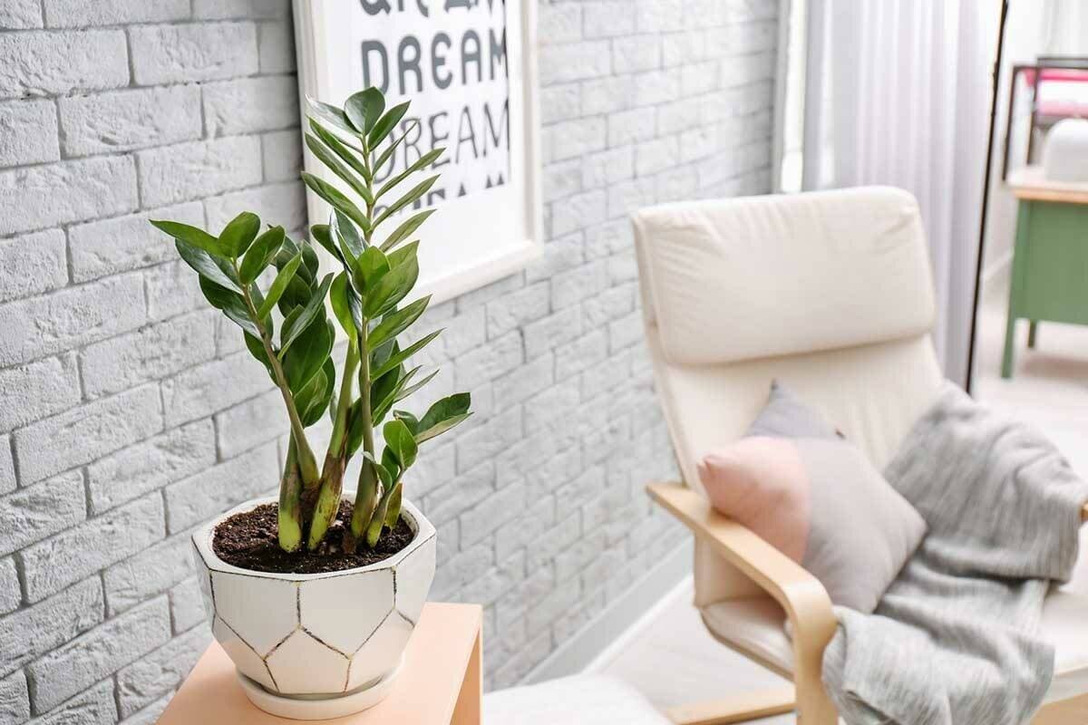 Trồng cây kim tiền trong nhà nên tránh 4 điều sau để cây luôn xanh tốt