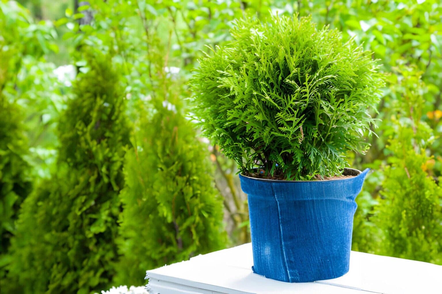 Trồng cây tùng trước nhà có tốt không? Nguyên tắc khi trồng cây tùng?