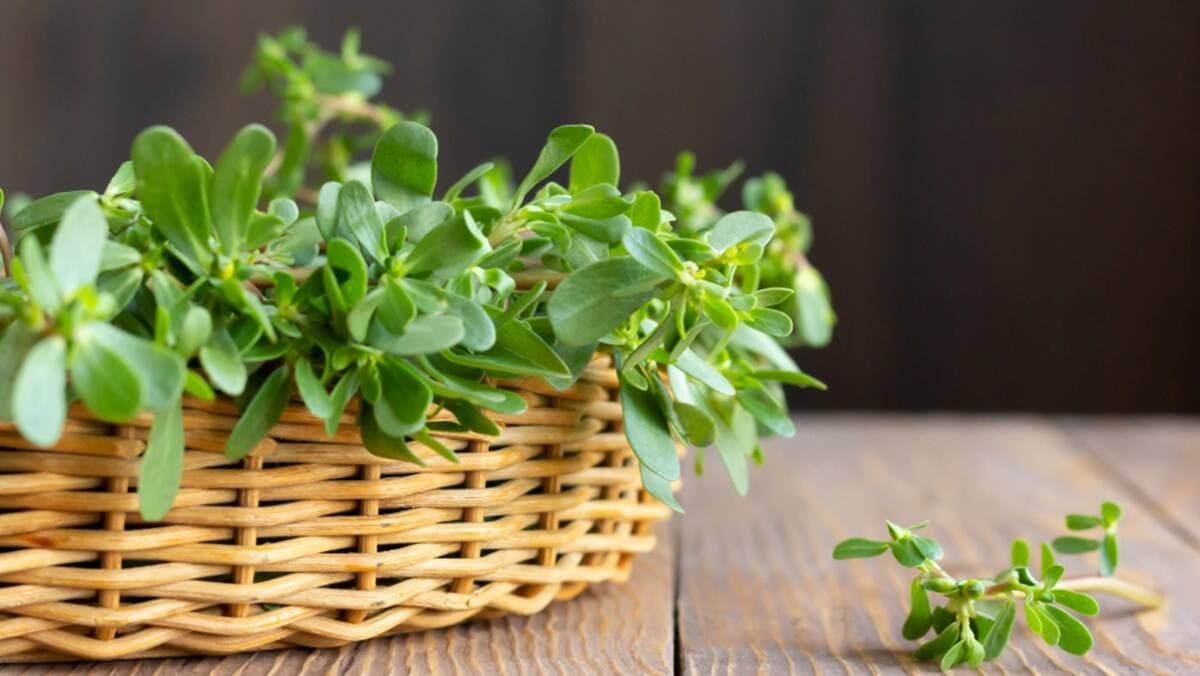 5 loại rau dân dã nhưng quý giá, được y học cổ truyền sử dụng làm thuốc