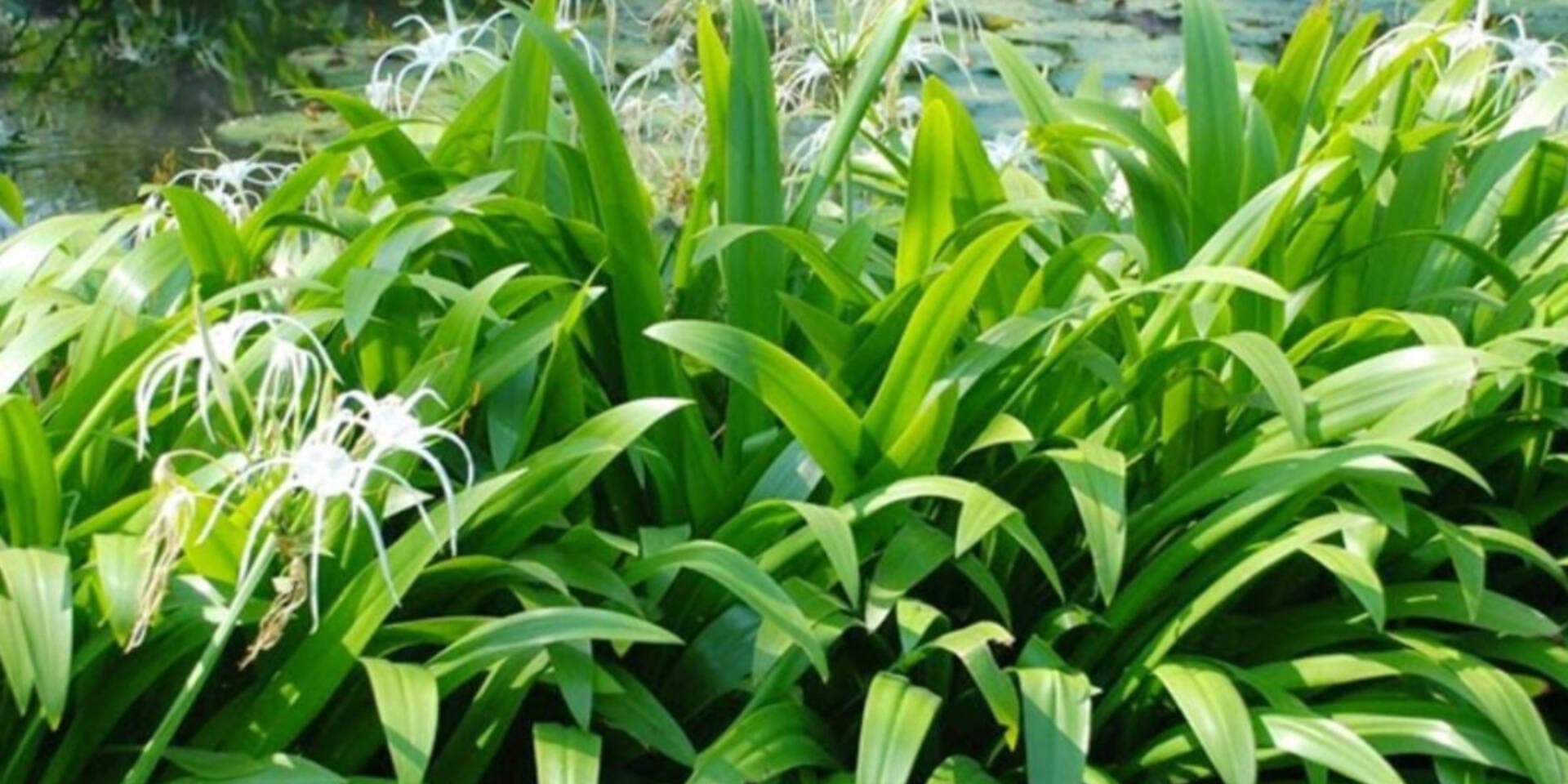 Tự tay trồng cây đại tướng quân: Vừa làm đẹp vườn nhà, lại vừa có thuốc quý