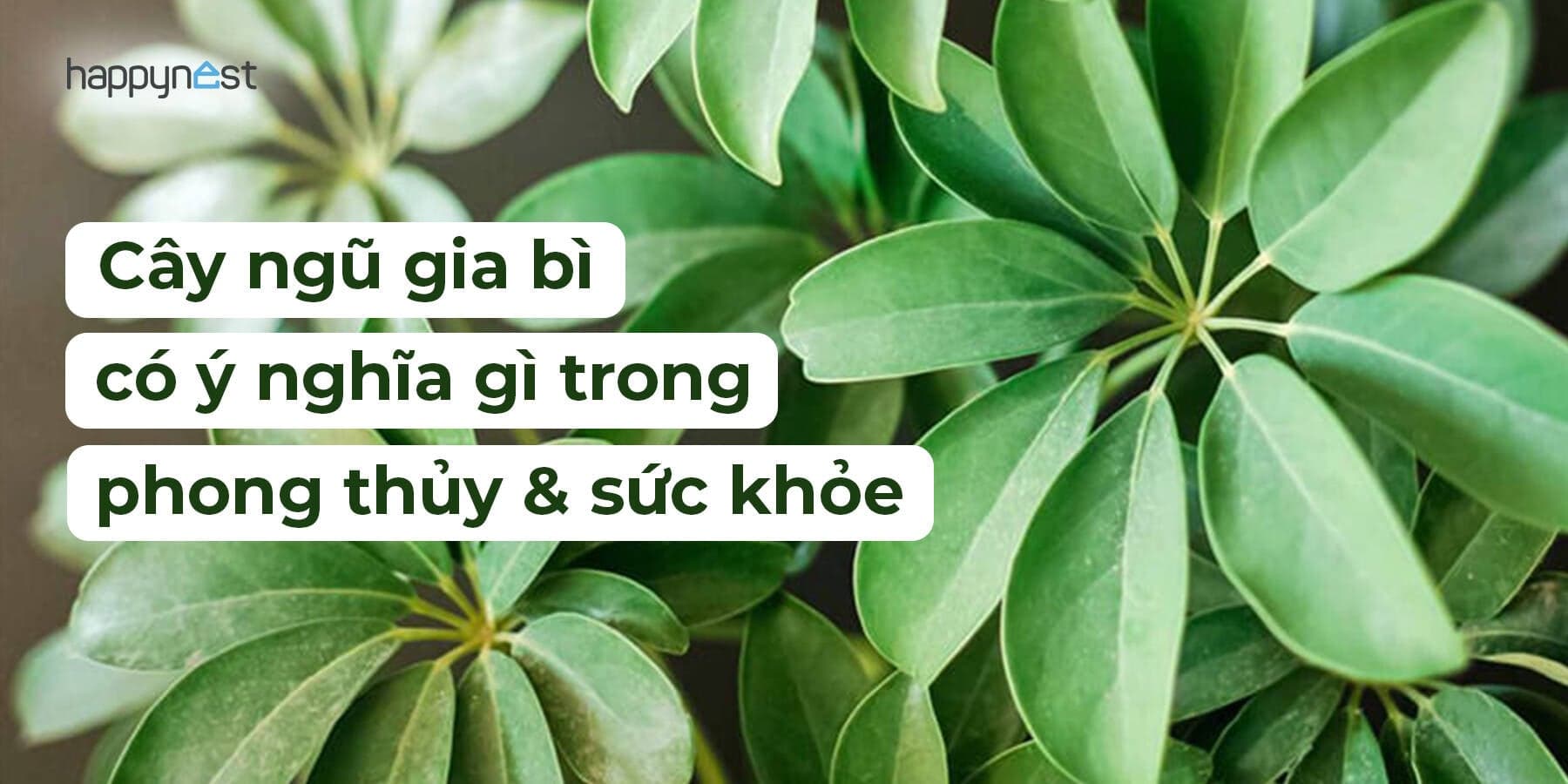 Cây ngũ gia bì có ý nghĩa gì trong phong thủy và sức khỏe?
