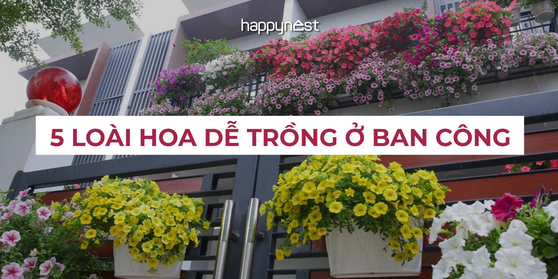 5 loài hoa ban công dễ trồng, nở rực rỡ quanh năm