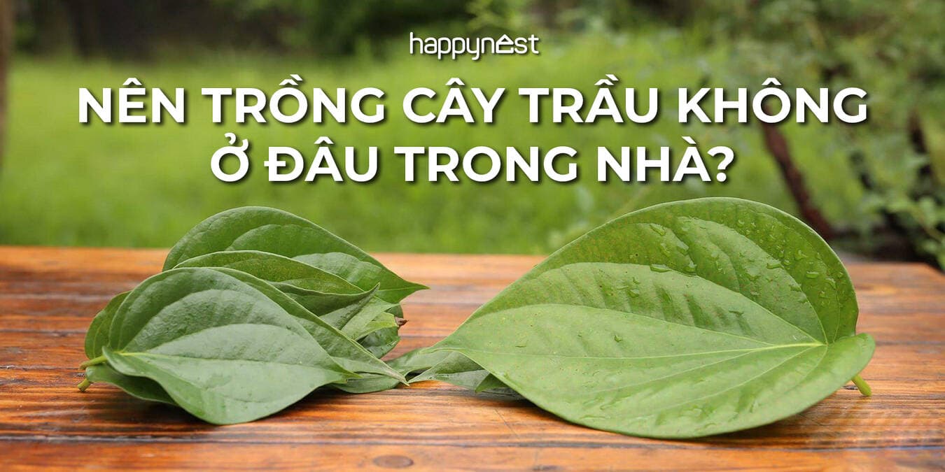Trồng cây trầu không trong nhà: Đặt đúng chỗ thì giữ lộc, đặt sai dễ phản tác dụng