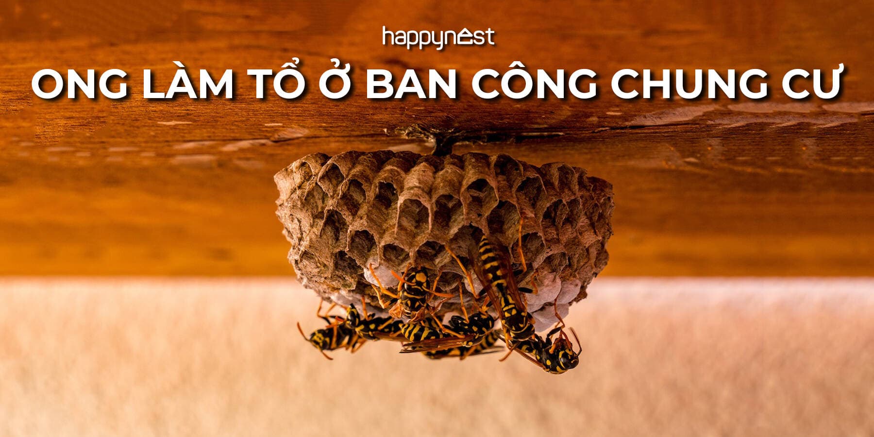 Ong làm tổ ở ban công chung cư là điềm gì và nên xử lý ra sao để vừa an toàn vừa yên tâm?