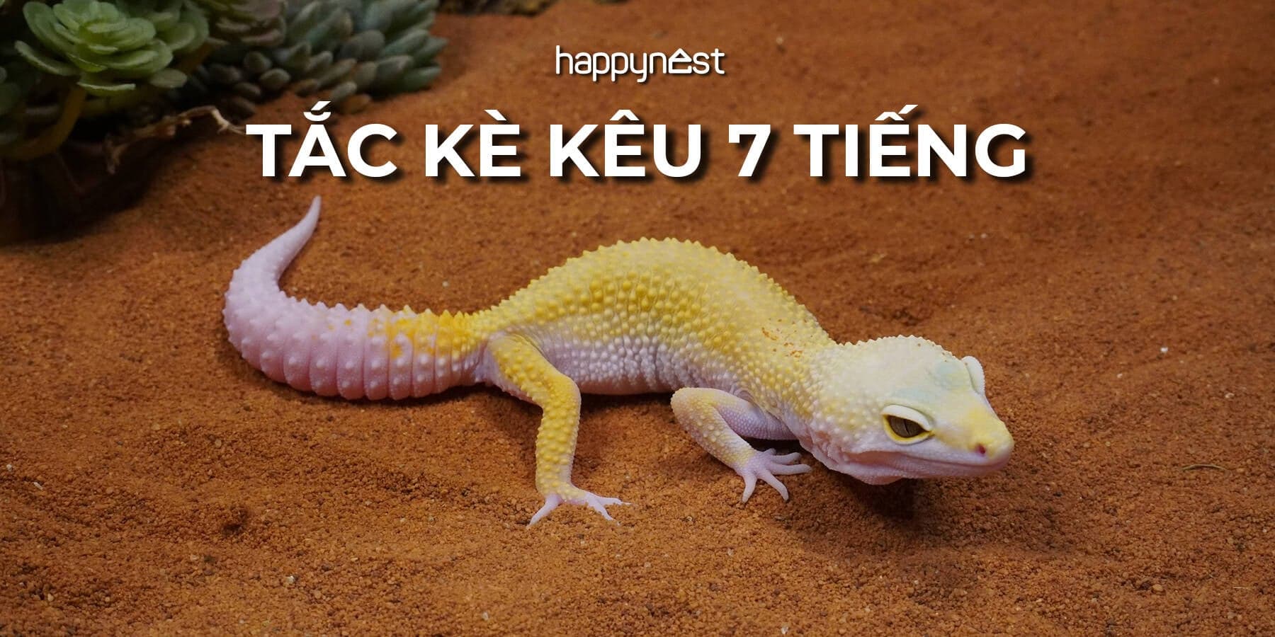 Tắc kè kêu 7 tiếng là điềm gì và nên hiểu như thế nào cho đúng?