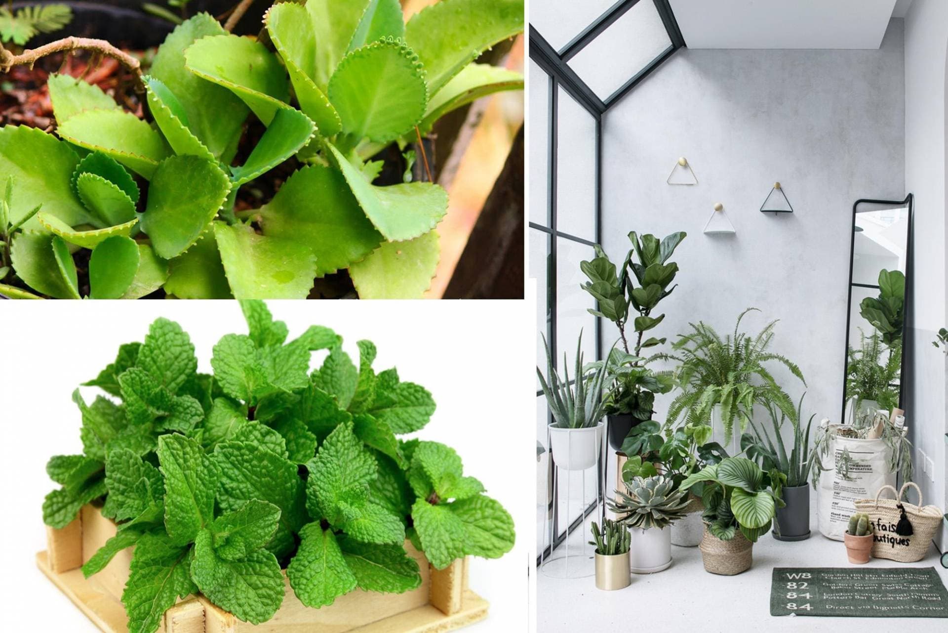 7 loại cây trồng trong nhà vừa thanh lọc không khí, vừa là kho “thuốc quý” cho gia đình