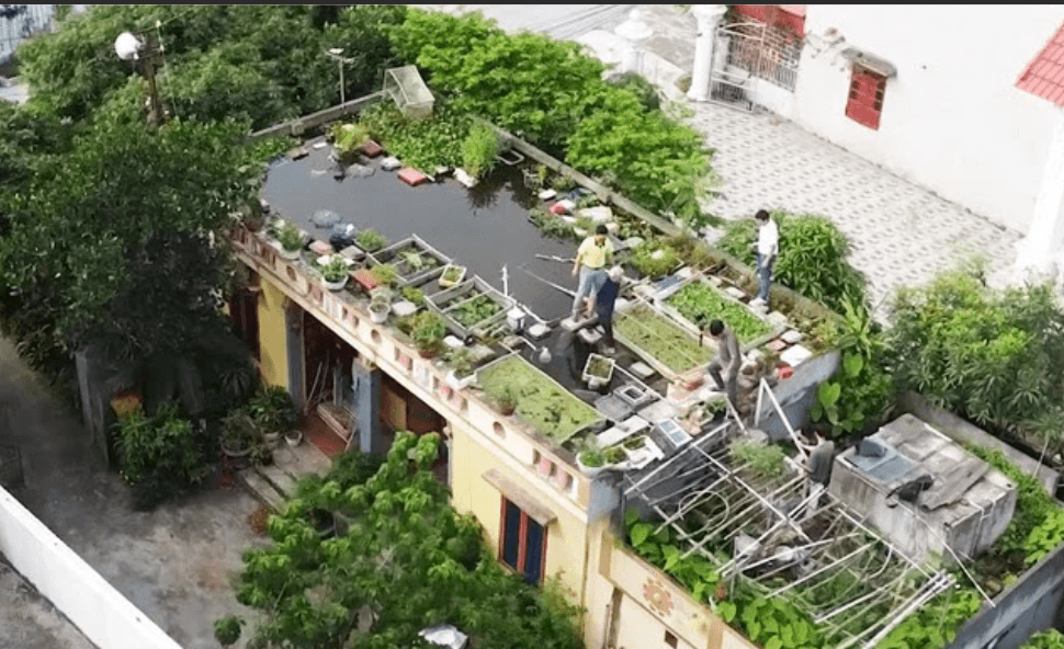 Độc đáo ao cá trên nóc nhà và vườn rau xanh của ông cụ 89 tuổi ở Hải Dương