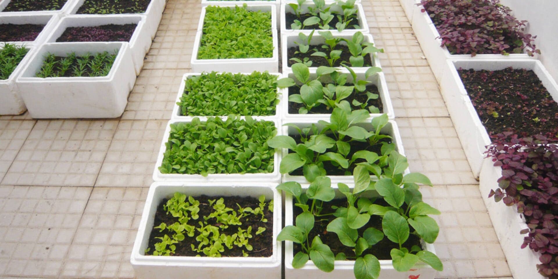 Các loại rau dễ trồng trong thùng xốp và thu hoạch quanh năm