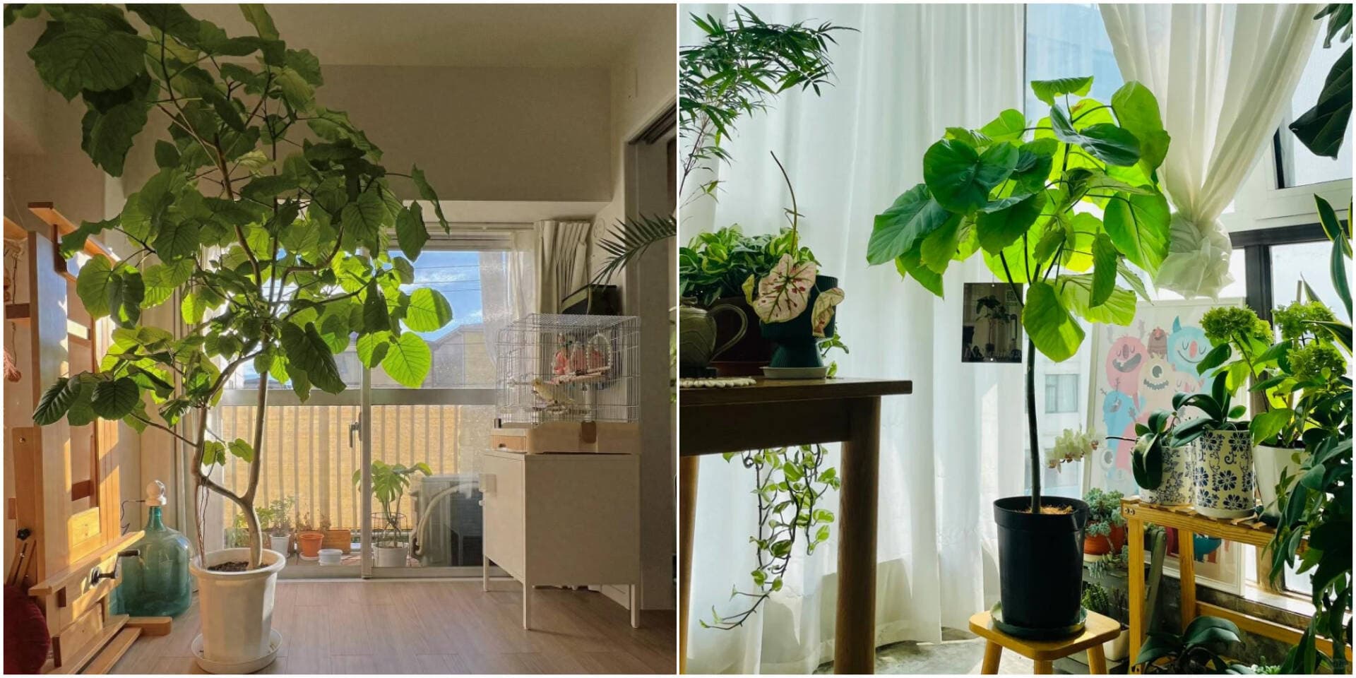 Phòng khách của cụ bà 94 tuổi gây bão mạng xã hội nhờ lan tỏa cảm giác “chữa lành”