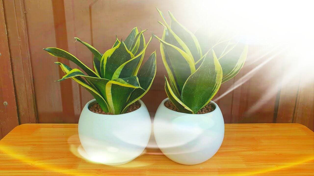 Trồng cây lưỡi hổ trong nhà: Lợi ích sức khỏe và cách đặt để hút tài lộc