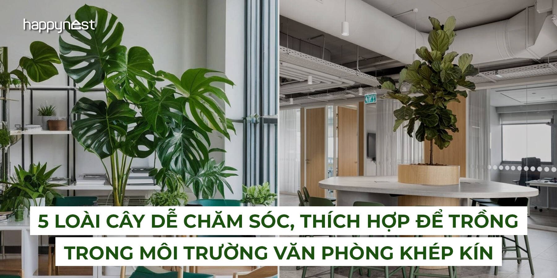 5 loại cây xanh lý tưởng cho môi trường văn phòng thiếu sáng, điều hòa cả ngày