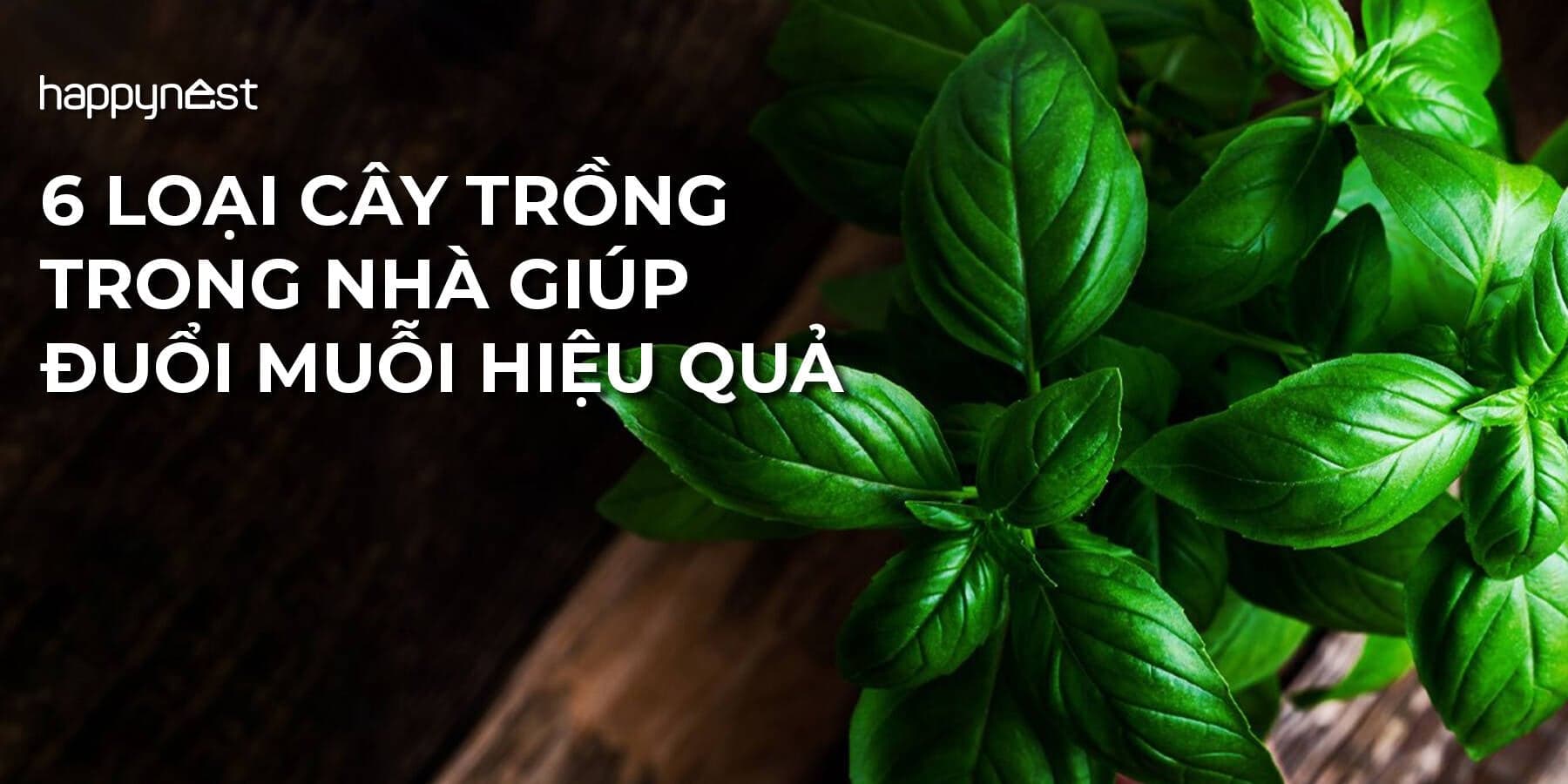 Không cần nhang xịt, chỉ cần trồng 6 loại cây này muỗi sẽ tránh xa