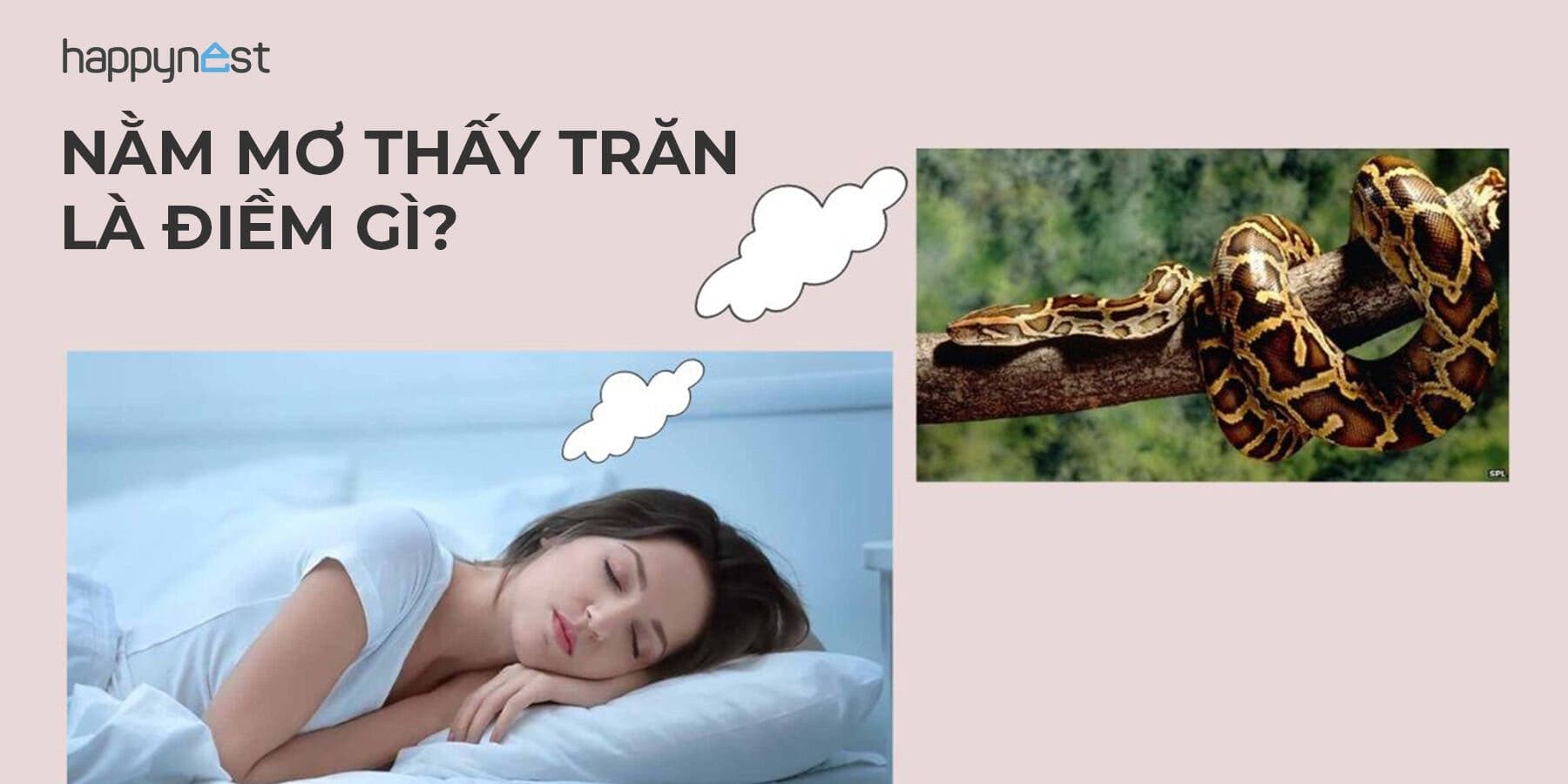 Nằm mơ thấy trăn: Dấu hiệu tiềm ẩn và điềm báo