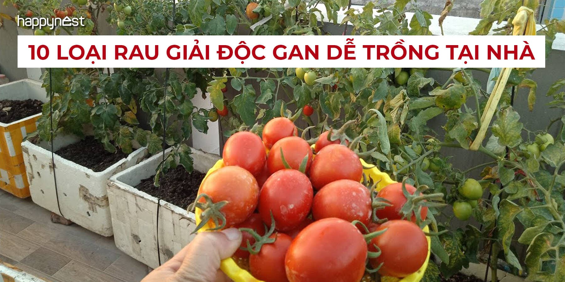 Mẹo trồng 10 loại rau giải độc gan tại nhà vừa dễ chăm vừa tốt cho sức khỏe