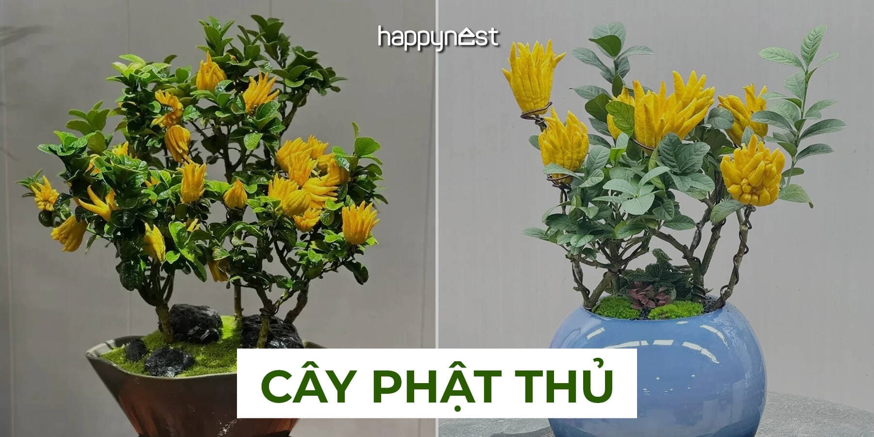 Cây Phật thủ có gì đặc biệt mà Tết nào cũng được săn tìm để trưng trong nhà?