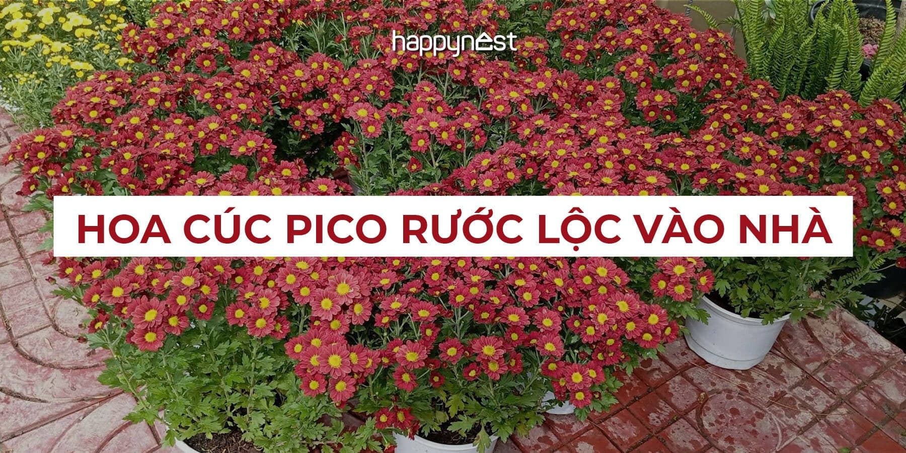 Loại hoa Tết rực rỡ, may mắn và bền hiếm có: Nở suốt nhiều tháng vẫn không tàn