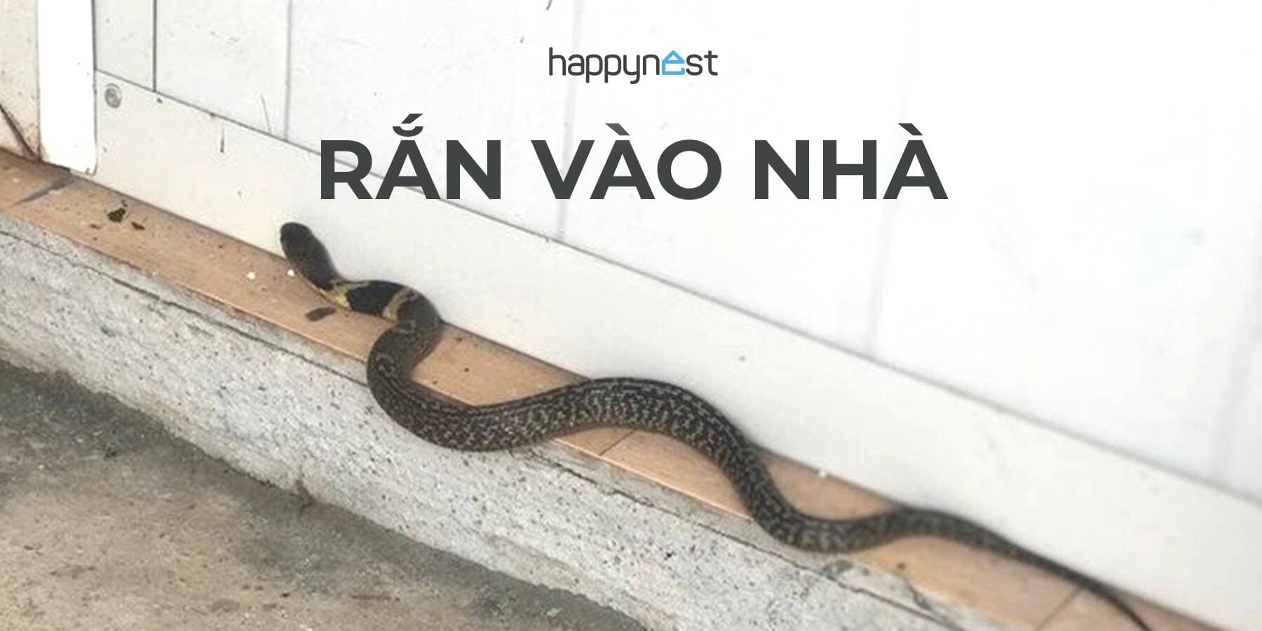Rắn vào nhà báo hiệu điềm lành hay dữ cùng những lưu ý phong thủy quan trọng