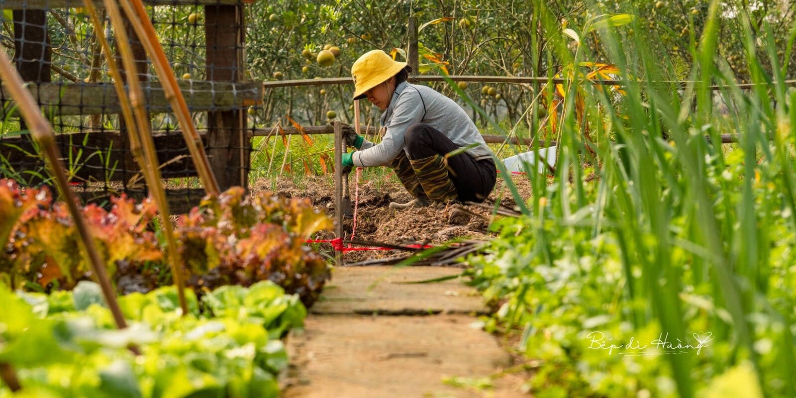 Bỏ phố về vườn sau nửa năm nghỉ việc, mình tìm thấy nhịp sống chậm và thực phẩm sạch cho gia đình