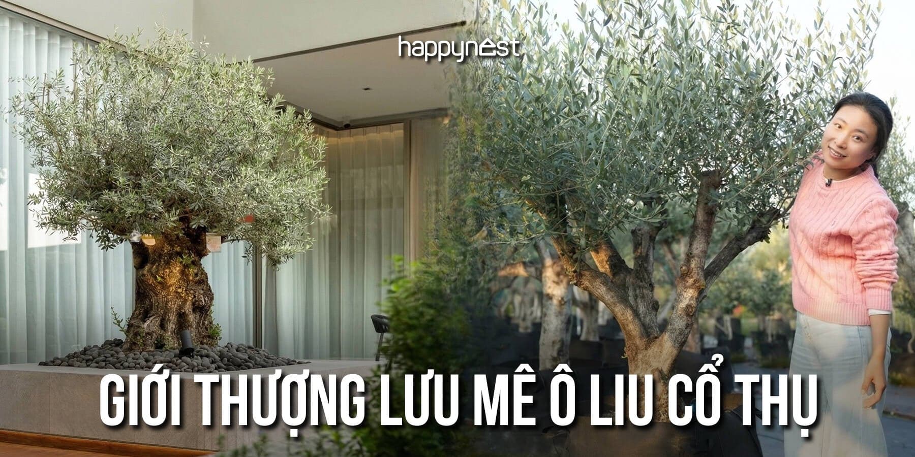 Không còn mê tùng la hán, giới nhà giàu đang đổ tiền săn ô liu cổ thụ từ châu Âu về ban công