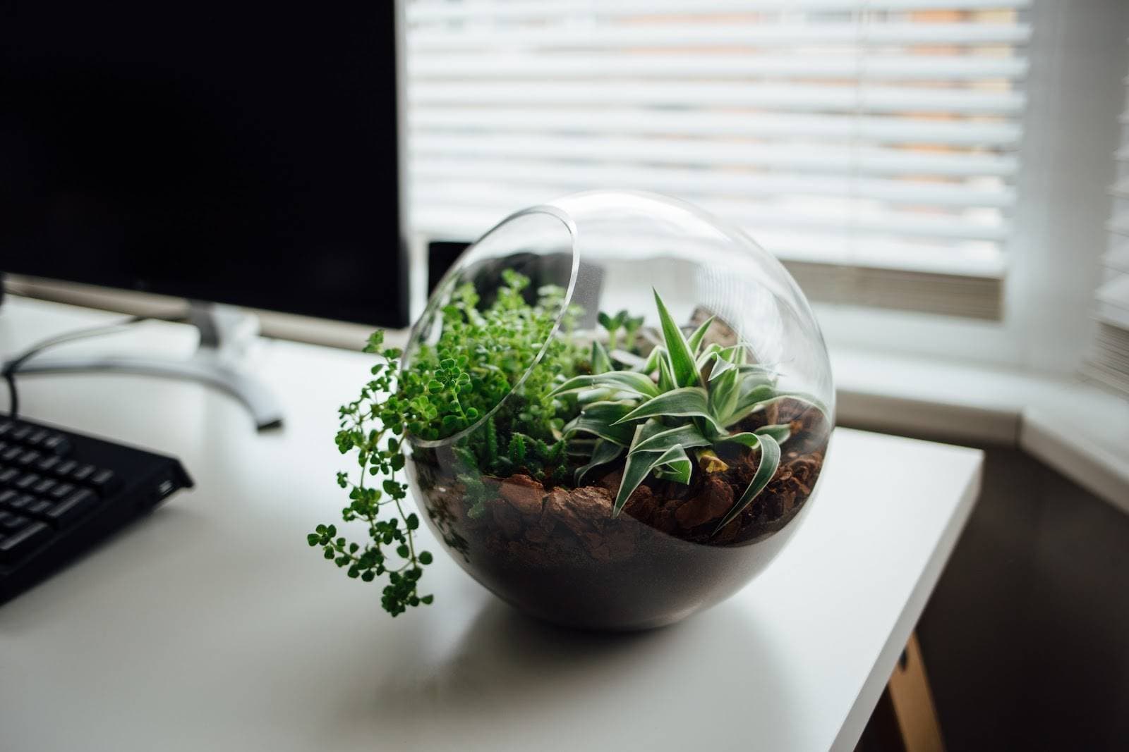 Ngắm nhìn hệ sinh thái thực vật thu nhỏ trong nhà với tiểu cảnh Terrarium