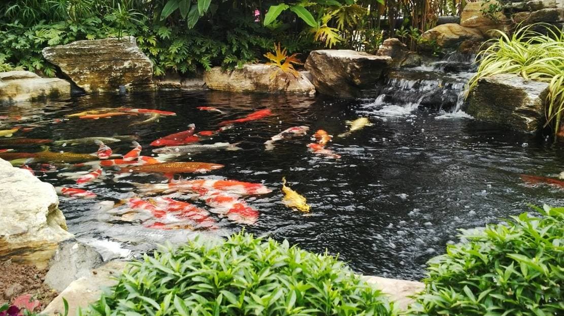 Chỉ với vài mẹo nhỏ làm bể cá Koi bạn đã sở hữu ngay một không gian tiên cảnh