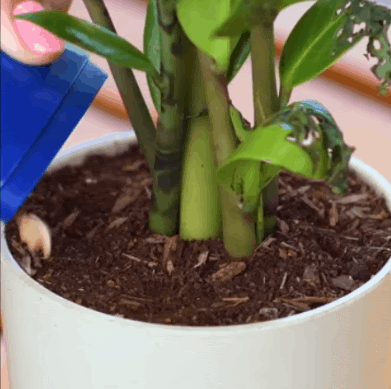 Một số mẹo hay dành cho những ai đam mê làm vườn